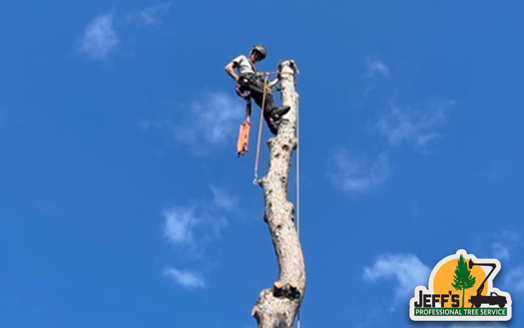 Tree Removal For Satellite