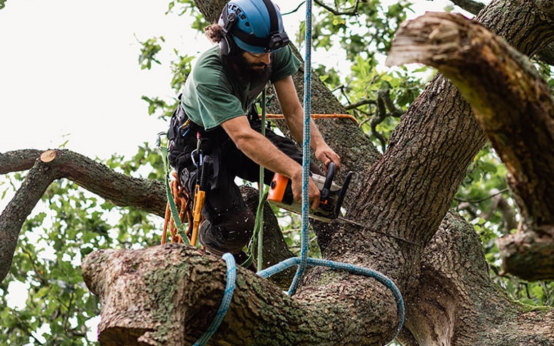 Tree Removal Ipswich