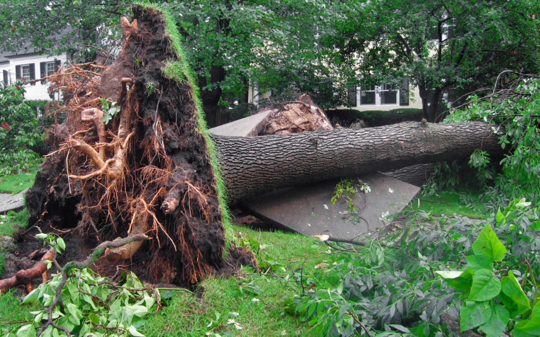 Implications of Neglecting Tree Care on Property Damage, Costs, and Liabilities