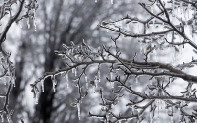 How to Prepare Your Trees for Storm Season