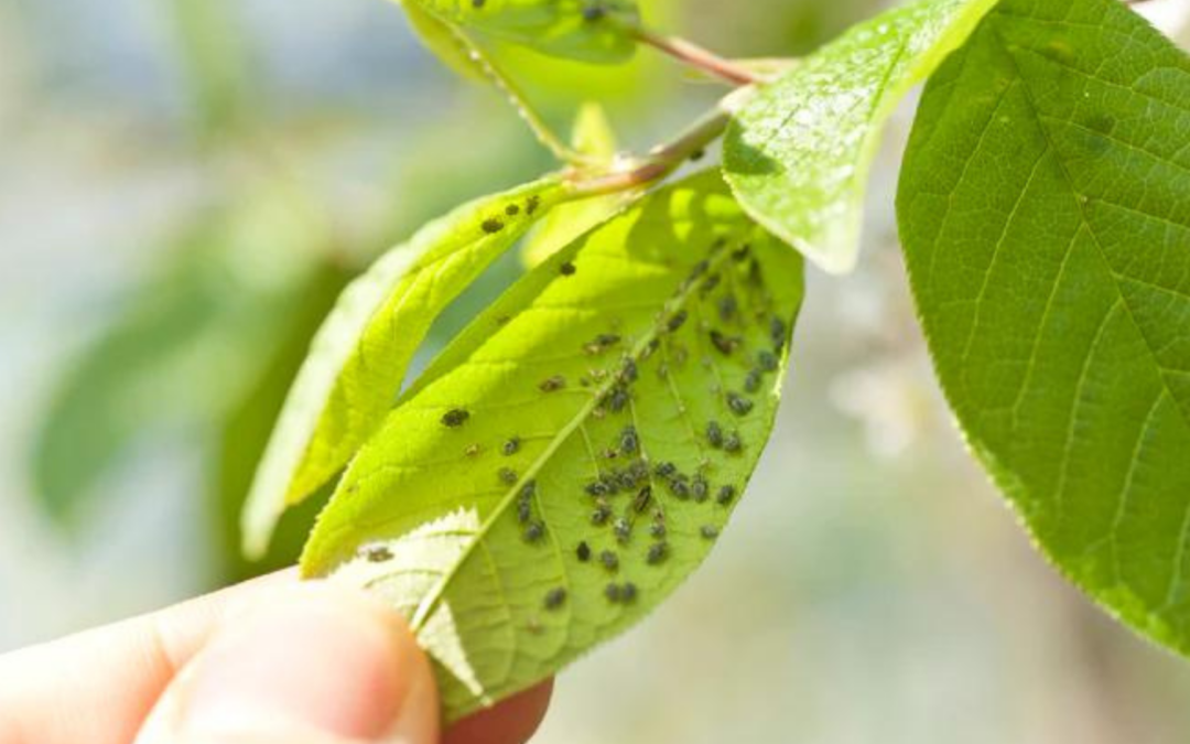 Emerald Ash Borer, Gypsy Moth, and Pine Bark Beetles - Common Tree Pests Identification and Prevention Tips