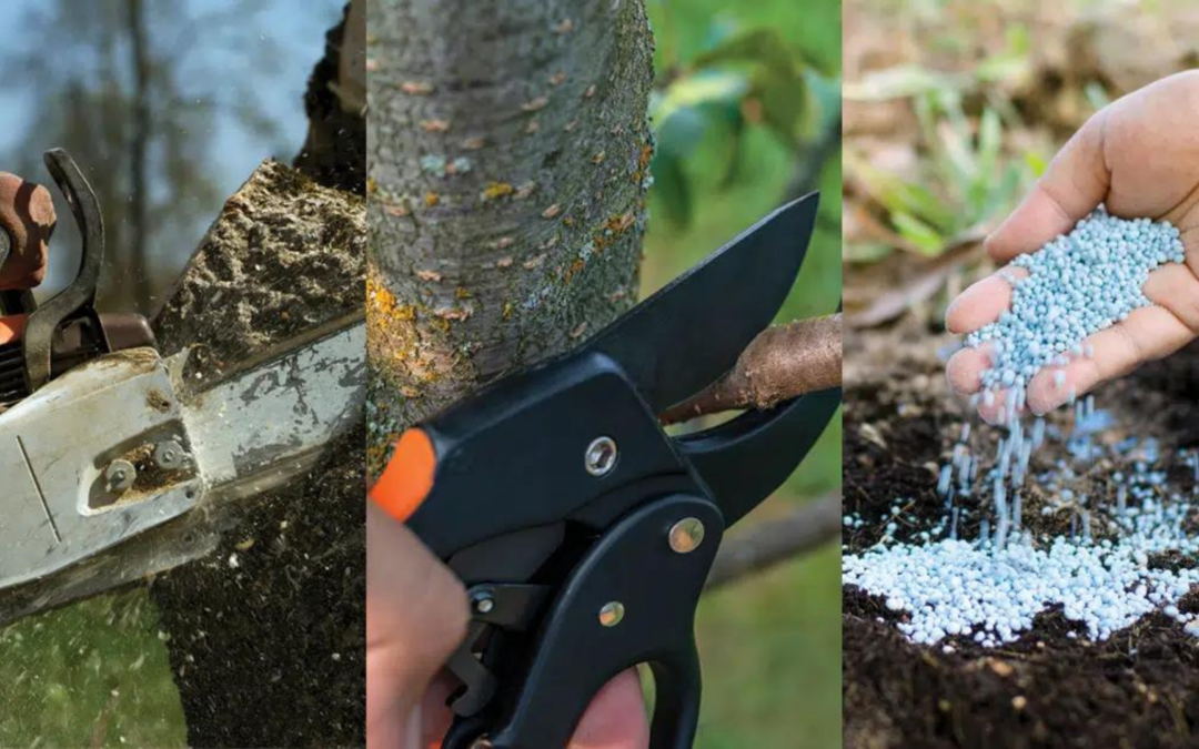 Essential Tree Care Tips for Spring, Summer, Fall, and Winter in Park Rapids and Nevis